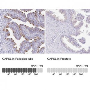 Anti-CAPSL antibody produced in rabbit 
