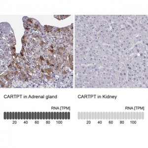 Anti-CARTPT antibody produced in rabbit HPA046278-100UL