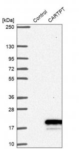 Anti-CARTPT antibody produced in rabbit HPA046278-100UL