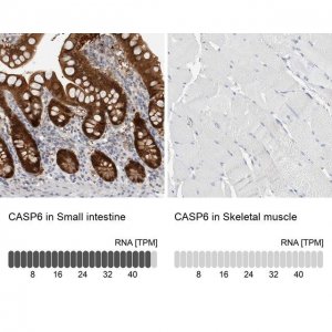 Anti-CASP6 antibody produced in rabbit 