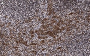 Anti-Caspase-1 p10 Antibody, clone 9H11 ZooMAb� Rabbit Monoclonal 