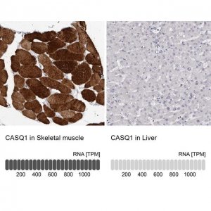 Anti-CASQ1 antibody produced in rabbit 