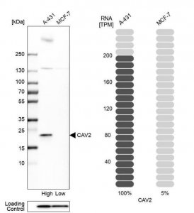 Anti-CAV2 antibody produced in rabbit 