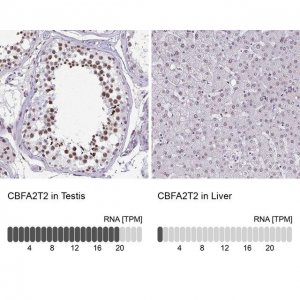Anti-CBFA2T2 antibody produced in rabbit HPA060523-100UL