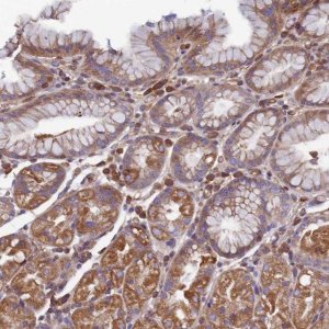 Anti-CCDC153 antibody produced in rabbit 