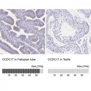 Anti-CCDC17 antibody produced in rabbit 