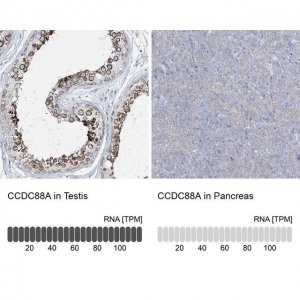 Anti-CCDC88A antibody produced in rabbit 