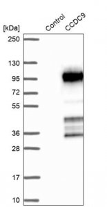 Anti-CCDC9 antibody produced in rabbit 