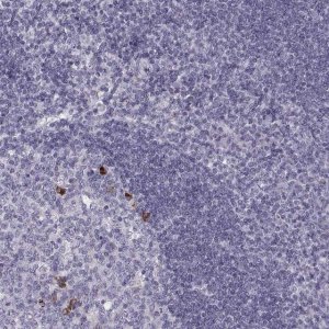 Anti-CCL19 antibody produced in rabbit 