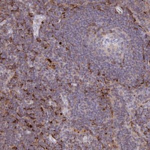 Anti-CCL21 antibody produced in rabbit 