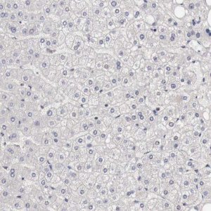 Anti-CCNB3 antibody produced in rabbit 
