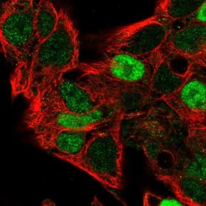 Anti-CCND2 antibody produced in rabbit 