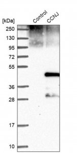 Anti-CCNJ antibody produced in rabbit 