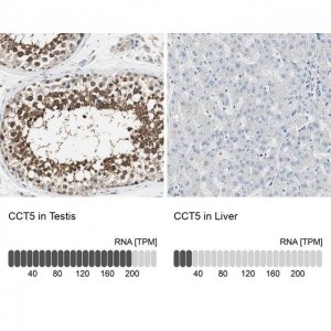 Anti-CCT5 antibody produced in rabbit 