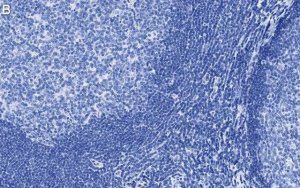 Anti-CD11c Antibody, clone 1D6 ZooMAb� Rabbit Monoclonal 