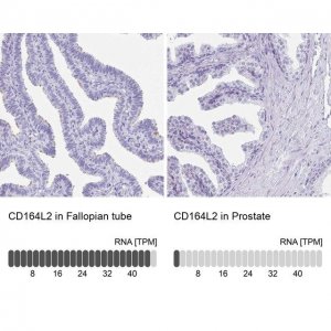 Anti-CD164L2 antibody produced in rabbit 