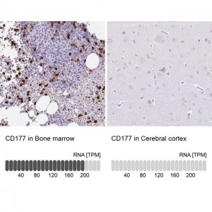 Anti-CD177 antibody produced in rabbit 