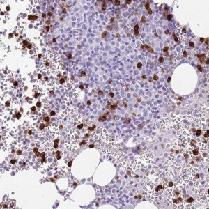 Anti-CD177 antibody produced in rabbit 