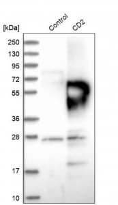 Anti-CD2 antibody produced in rabbit HPA003883-100UL