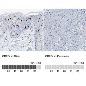 Anti-CD207 antibody produced in rabbit 