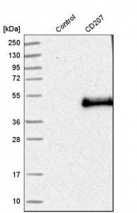Anti-CD207 antibody produced in rabbit 