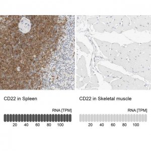 Anti-CD22 antibody produced in rabbit 