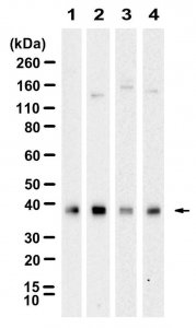 Anti-CD24 Antibody, clone 3N22 ZooMAb� Rabbit Monoclonal 