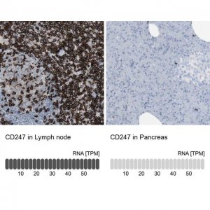 Anti-CD247 antibody produced in rabbit 