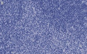Anti-CD25 (IL2-RA) Antibody, clone 1K6 ZooMAb� Rabbit Monoclonal 