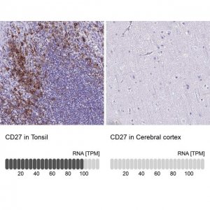 Anti-CD27 antibody produced in rabbit 