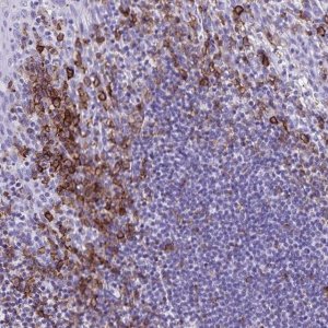 Anti-CD27 antibody produced in rabbit 