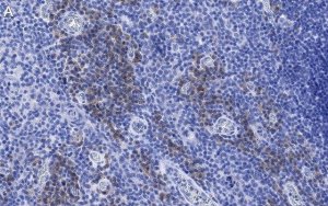 Anti-CD28 Antibody, clone 2N15 ZooMAb� Rabbit Monoclonal 