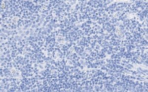 Anti-CD28 Antibody, clone 2N15 ZooMAb� Rabbit Monoclonal 