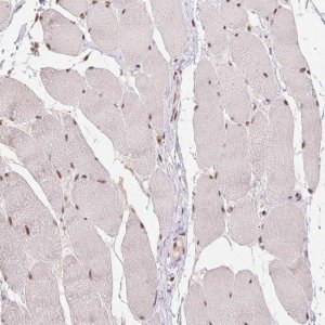 Anti-CD2BP2 antibody produced in rabbit 