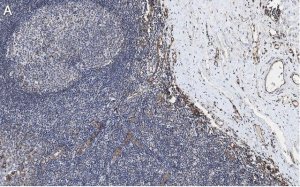 Anti-CD31 Antibody, clone 4E20 , ZooMAb� Rabbit Monoclonal 