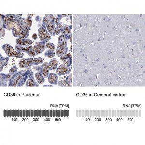 Anti-CD36 antibody produced in rabbit 