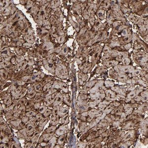 Anti-CD36 antibody produced in rabbit 