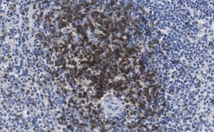 Anti-CD3d Antibody, clone 1H2 ZooMAb� Rabbit Monoclonal 