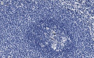 Anti-CD3d Antibody, clone 1H2 ZooMAb� Rabbit Monoclonal 