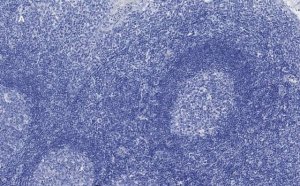 Anti-CD3e Antibody, clone 1H4, ZooMAb� Rabbit Monoclonal 