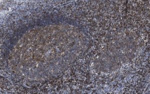 Anti-CD3e Antibody, clone 1H4, ZooMAb� Rabbit Monoclonal 