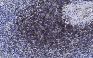 Anti-CD4 Antibody, clone 2G19 ZooMAb� Rabbit Monoclonal 