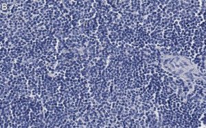 Anti-CD4 Antibody, clone 2G19 ZooMAb� Rabbit Monoclonal 