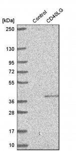 Anti-CD40LG antibody produced in rabbit HPA045827-100UL