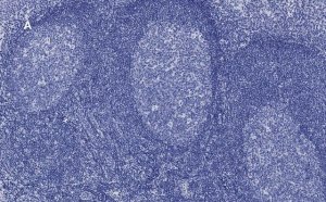 Anti-CD45 Antibody, clone 5L3, ZooMAb� Rabbit Monoclonal 