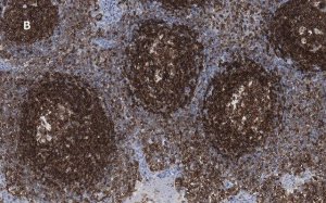 Anti-CD45 Antibody, clone 5L3, ZooMAb� Rabbit Monoclonal 