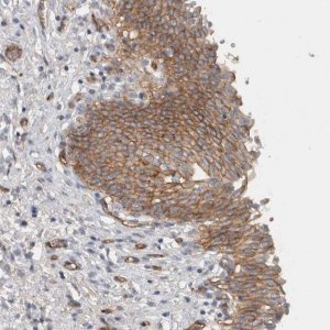Anti-CD59 antibody produced in rabbit 