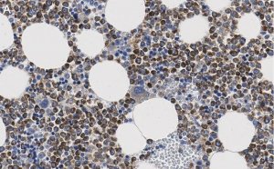 Anti-CD63 Antibody, clone 3H6 ZooMAb� Rabbit Monoclonal 