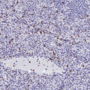Anti-CD7 antibody produced in rabbit 