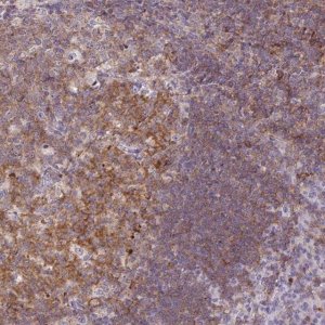 Anti-CD80 antibody produced in rabbit 